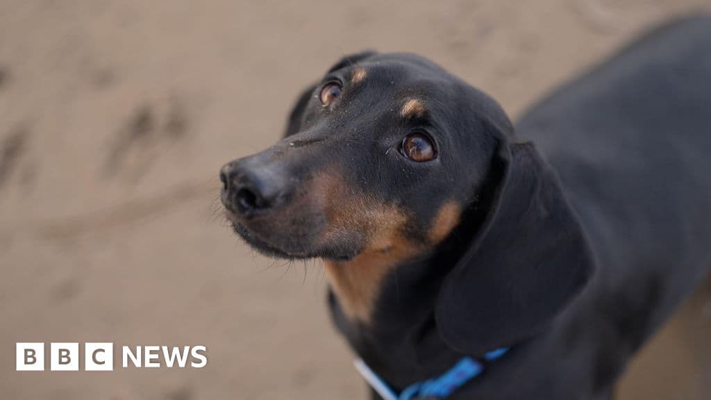 Revolutionary Discovery: Dogs Became Friends 15,000 Years Ago