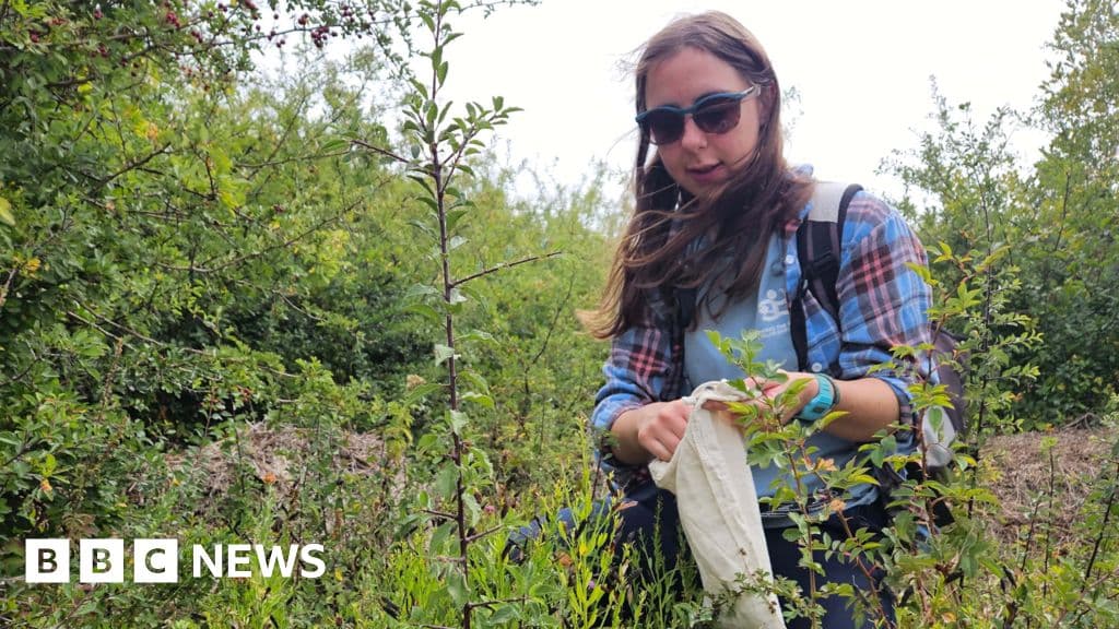 Doomsday Seed Collectors: Saving Wales' Native Flora