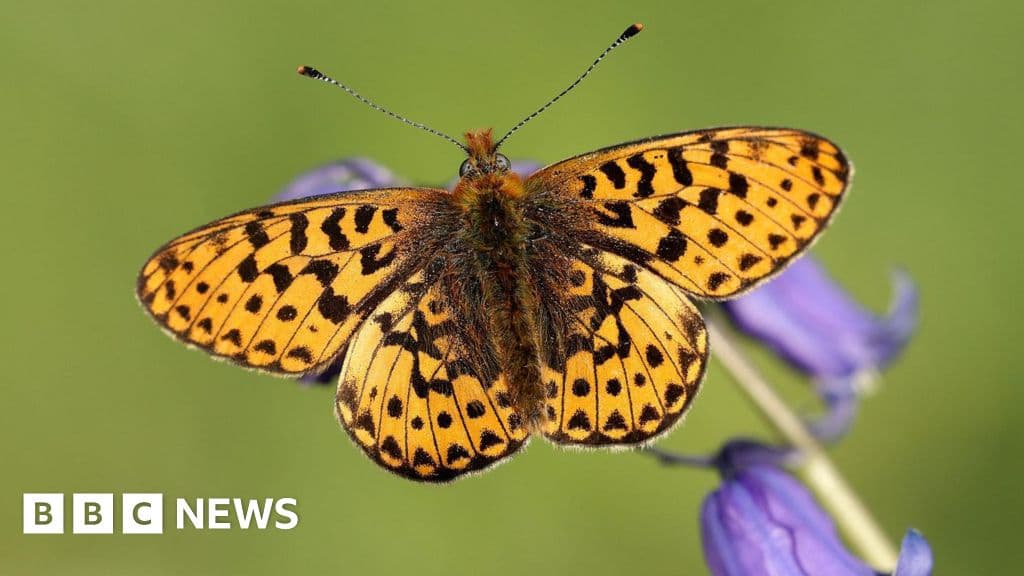 Shocking Decline: UK Butterflies Face Major Threats