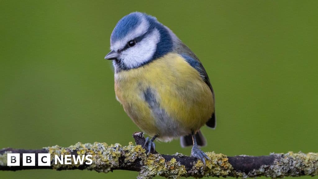 Surrey's Blue Tit Leads Birdwatch Amid National Decline