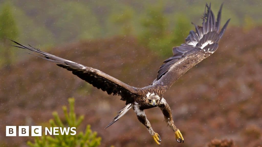 Golden Eagles to Soar Again: £1M Government Backing for Reintroduction