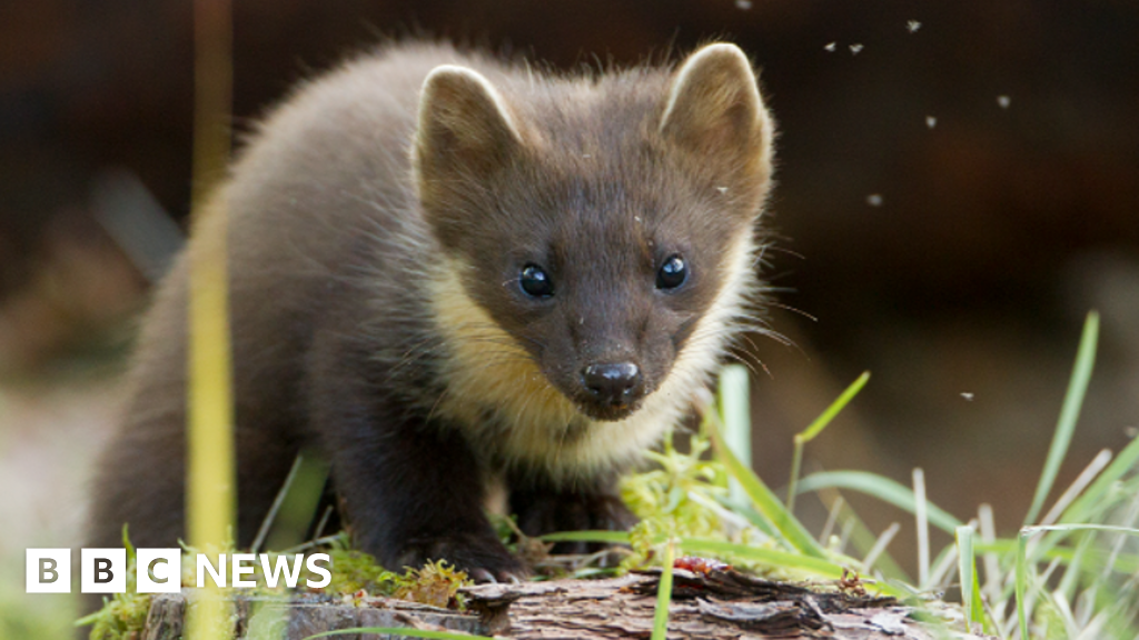 Exciting Pine Marten Reintroduction Shows Signs of Success