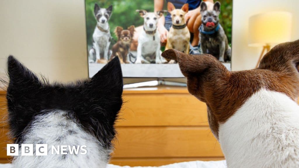 Growing Trend: Do Dogs Really Enjoy Watching TV?