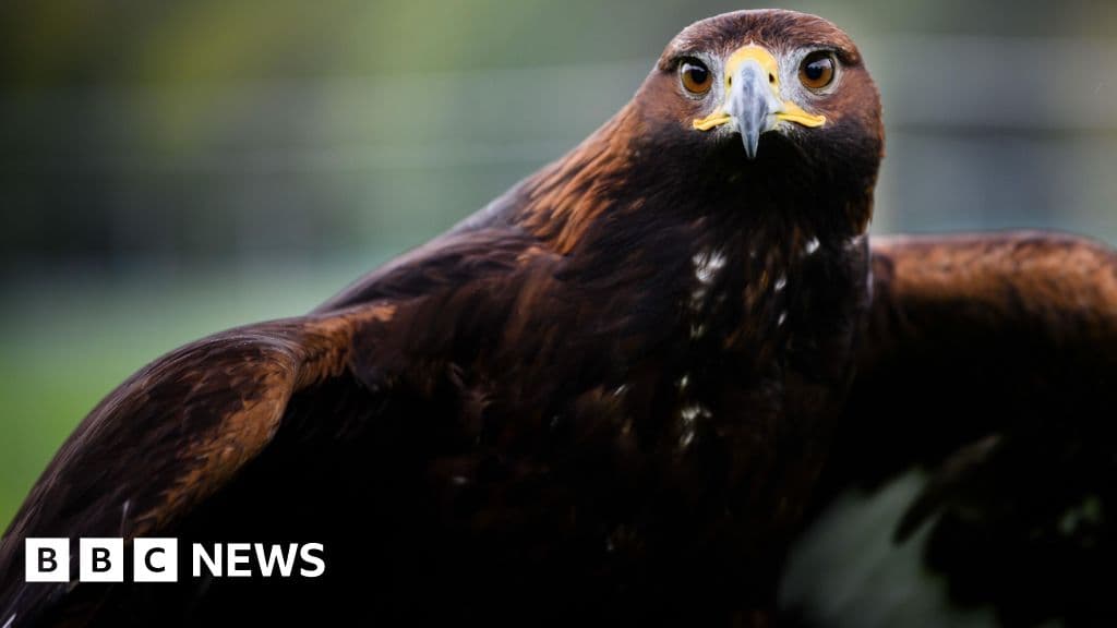 Critical Consultation for Golden Eagle Reintroduction in England