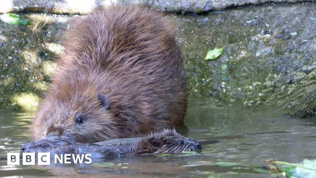 Major Plans for Beaver Reintroduction Progress in Cumbria