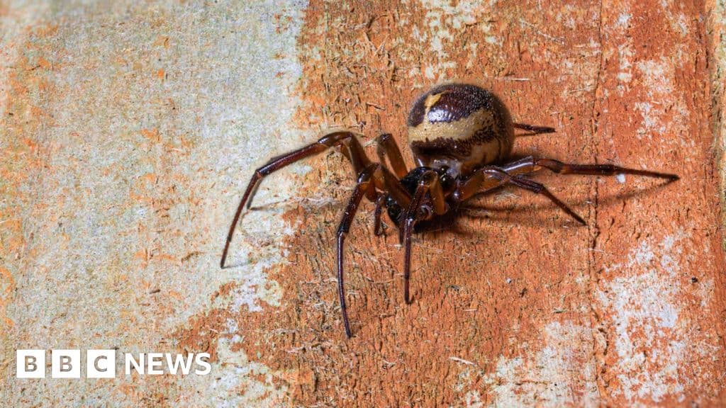Shocking Rise in Spider Bites: Are False Widows Dangerous?