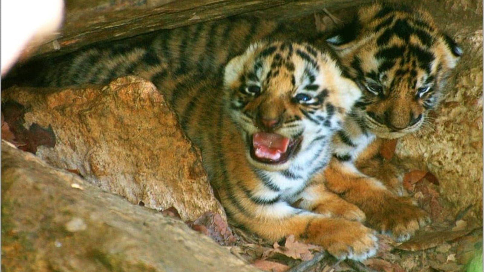 Shocking Deaths of Tiger Cubs Raise Concerns in Kanha Reserve