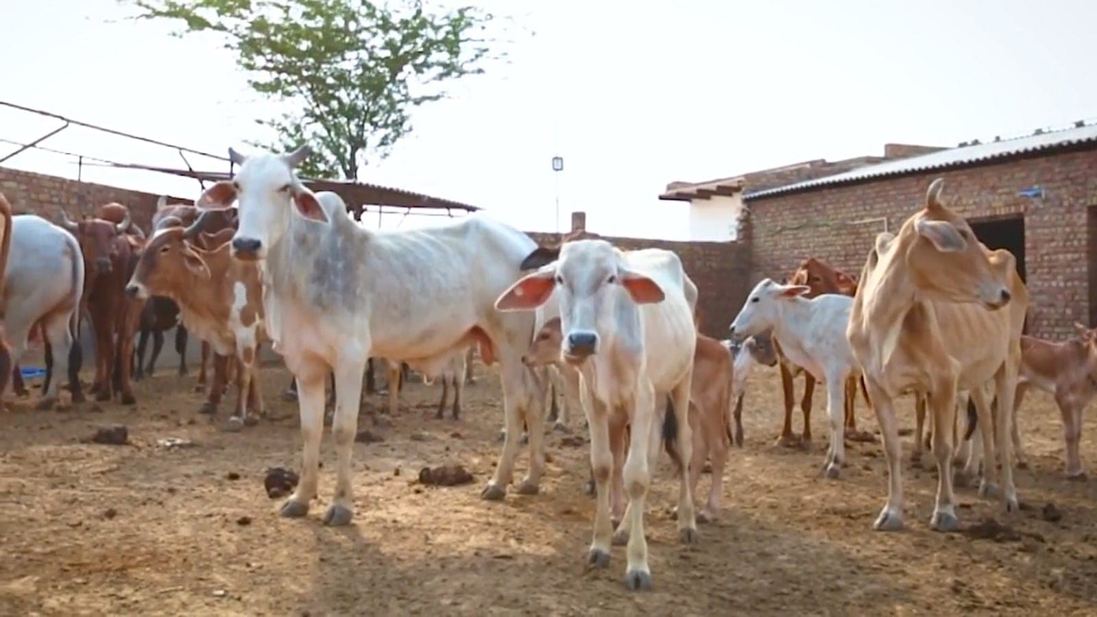 Shocking Demand: Muslim Group Calls for Cow as National Animal