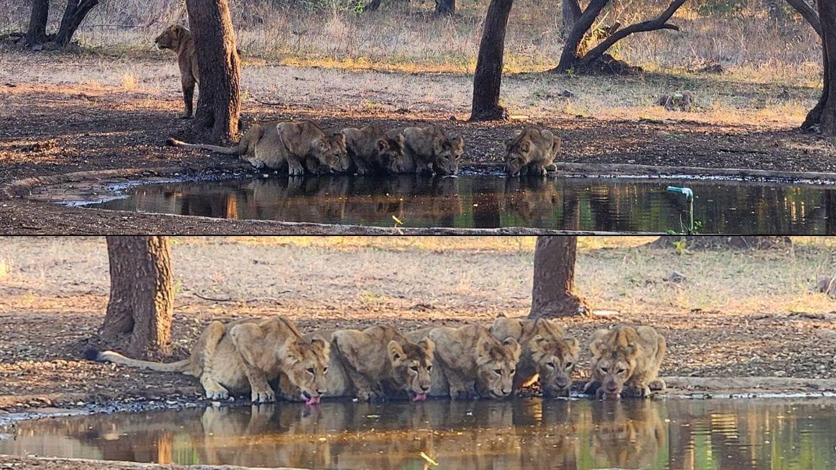 Discover the Majestic Lions of Sasan Gir: A Hidden Oasis