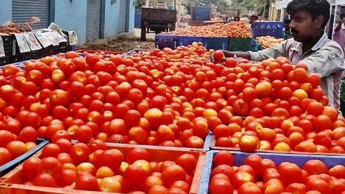 Tomato Farmers in Madanapalle Anticipate Bright Summer Ahead