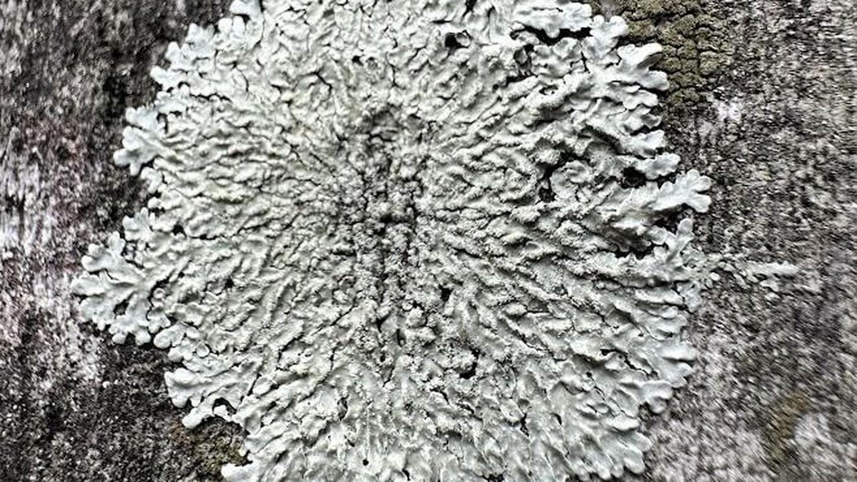 Major Study Reveals Over 20 Lichen Species at Kochi Park