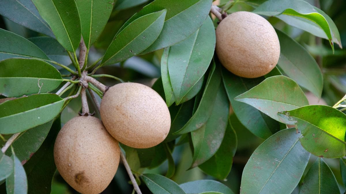 The Surprising Journey of Our Backyard Sapota Tree