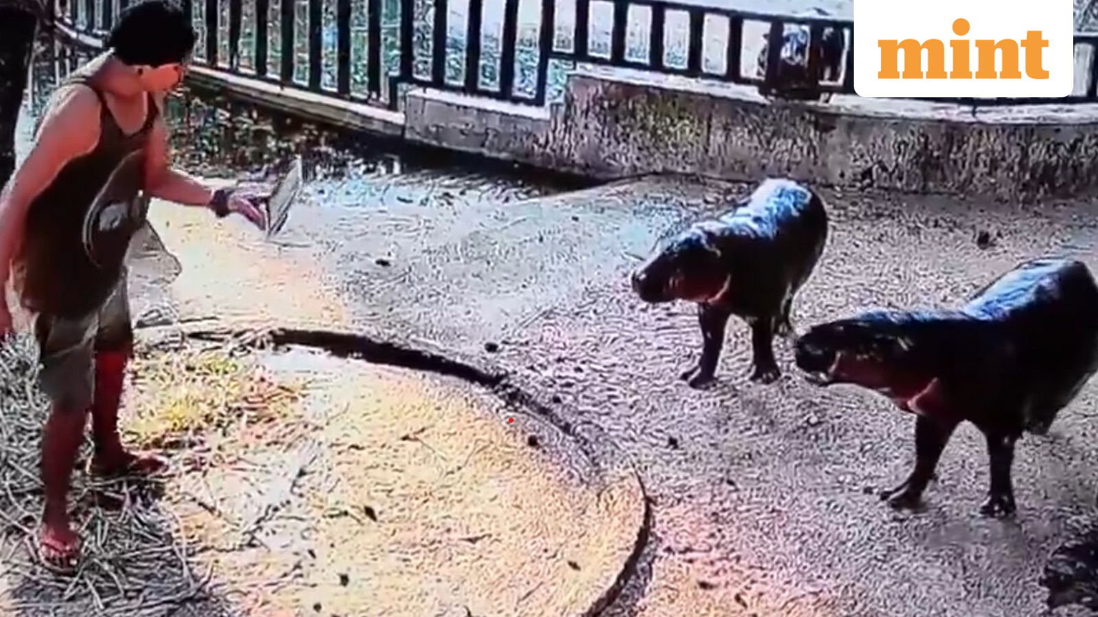 Shocking Incident: Man Sneaks into Pygmy Hippo Moo Deng's Enclosure
