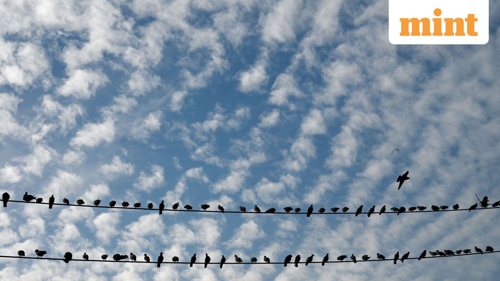 Major Rain Alert Issued for Delhi and UP; Snow in Kashmir