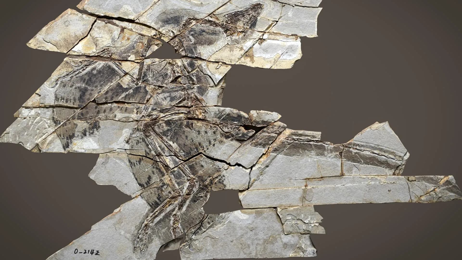 Shocking Discovery: Dinosaurs with Wings That Couldn't Fly