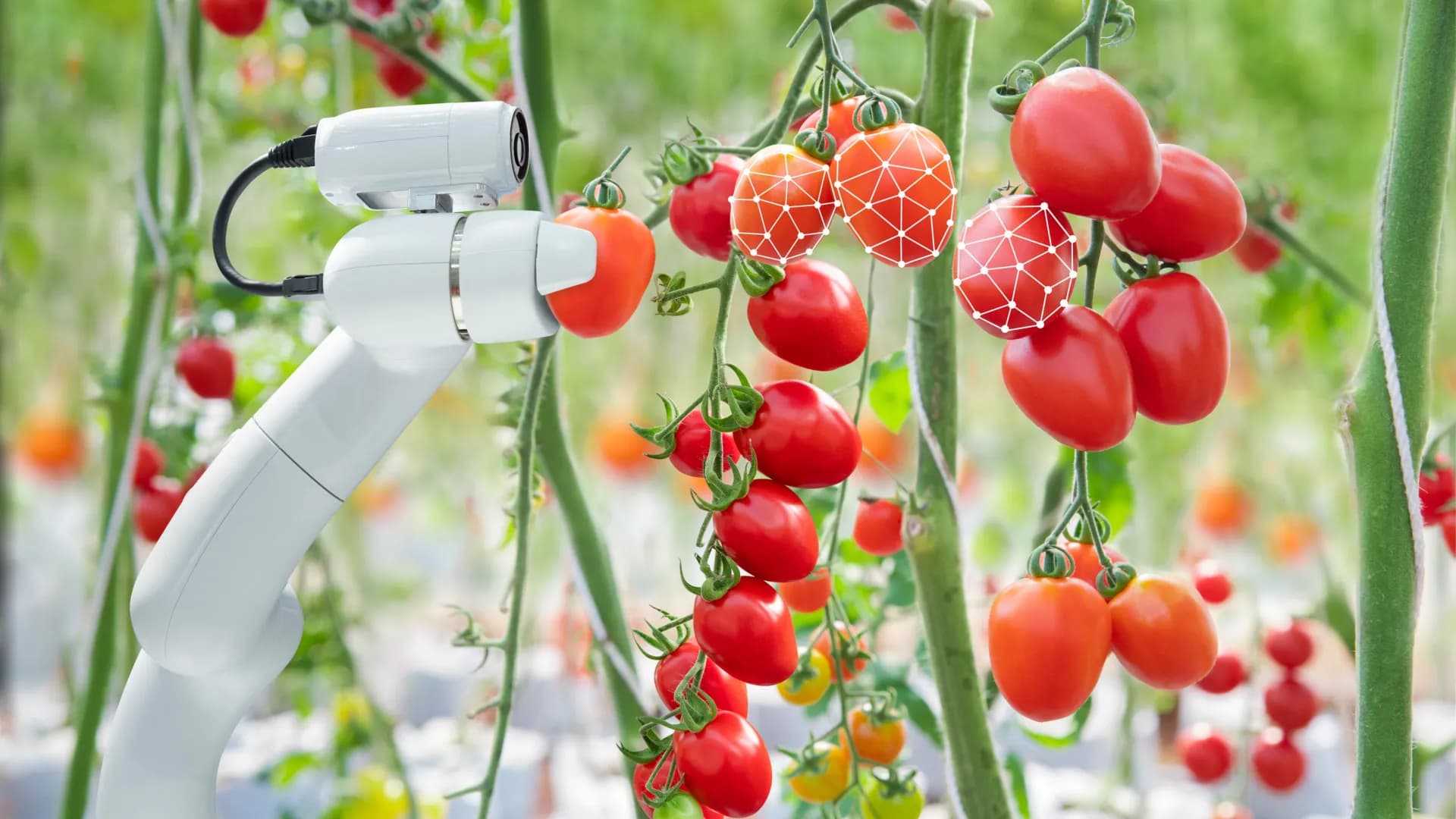 Major Breakthrough: Robot Learns to Harvest Tomatoes Efficiently