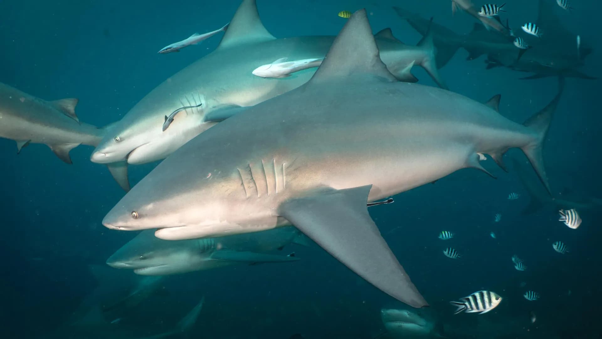 Major Study Reveals Bull Sharks Have Social Friendships