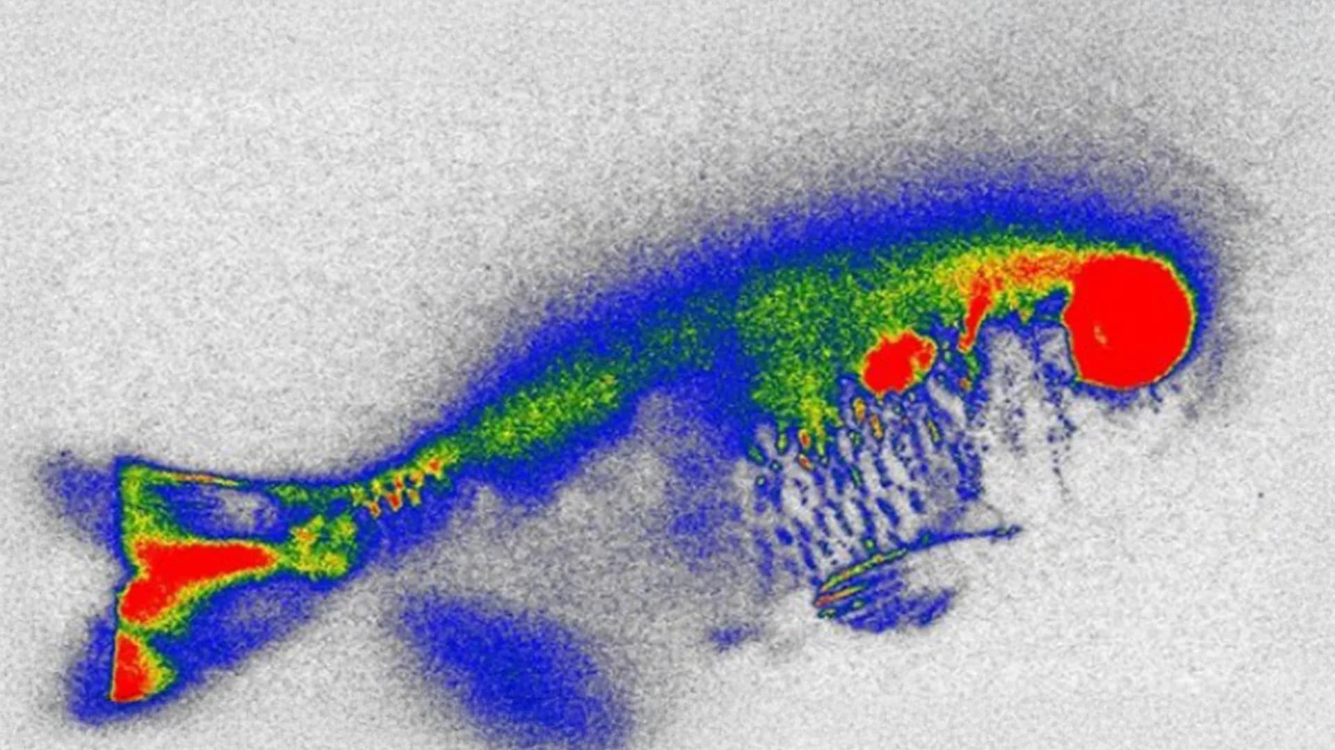 Critical Antibiotics Found in River Fish Raise Safety Concerns